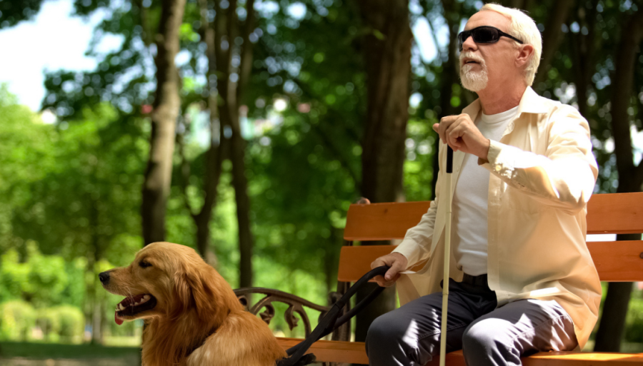 Image of elderly man with vision impairment sitting on a park bench with a cane and guide dog.